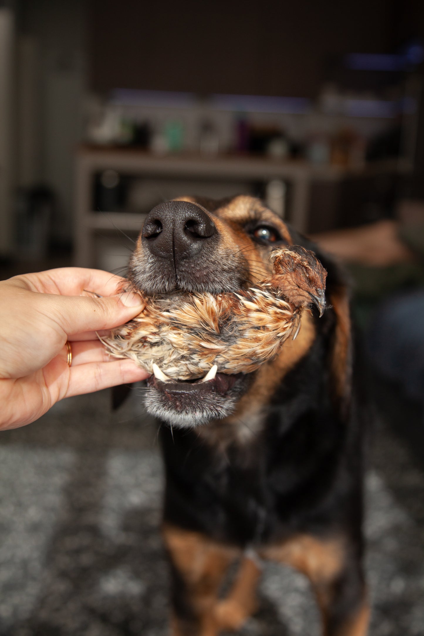 Dried Whole Prey Quail