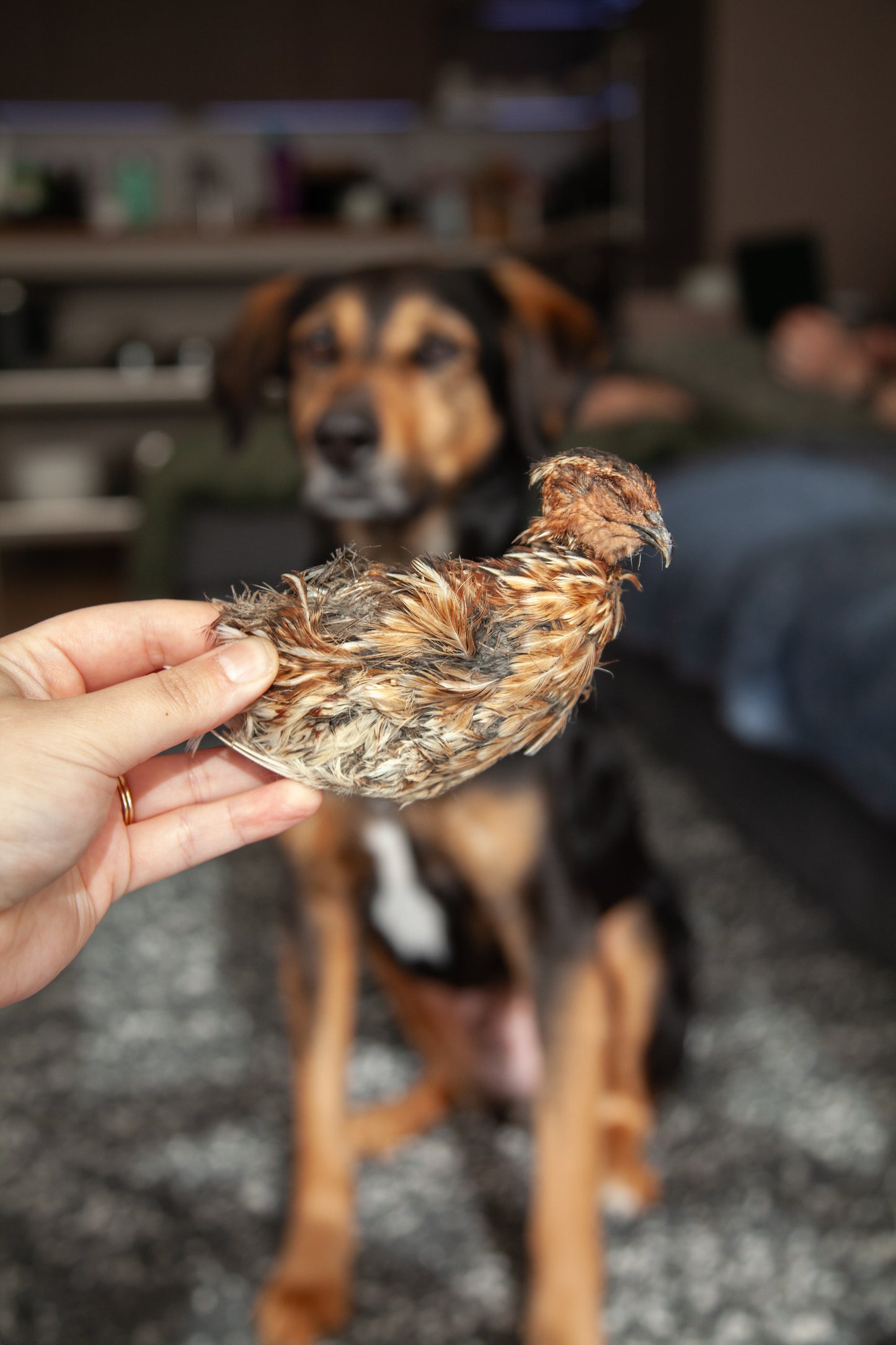 Dried Whole Prey Quail