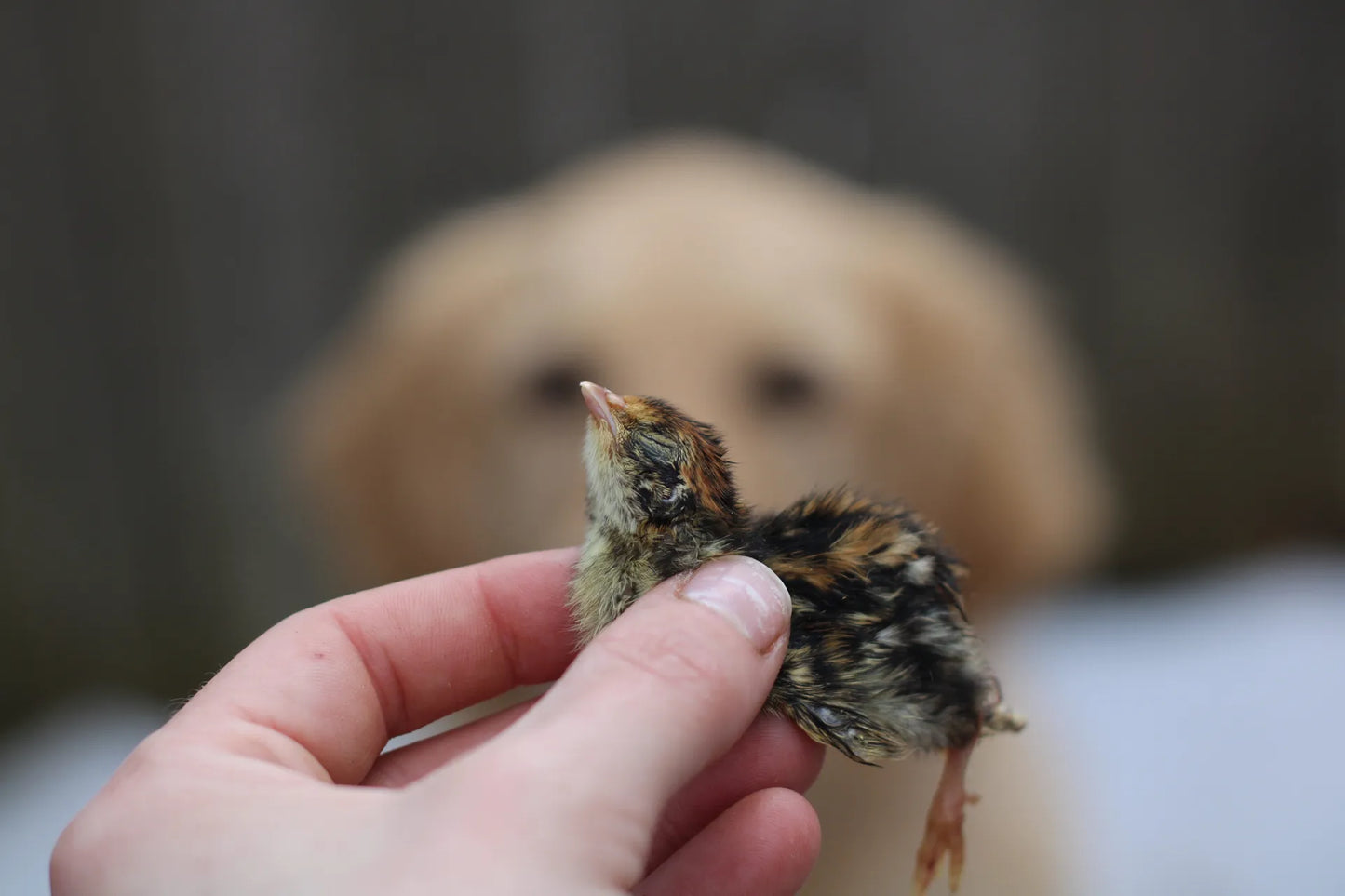 Raw Quail Hatchlings