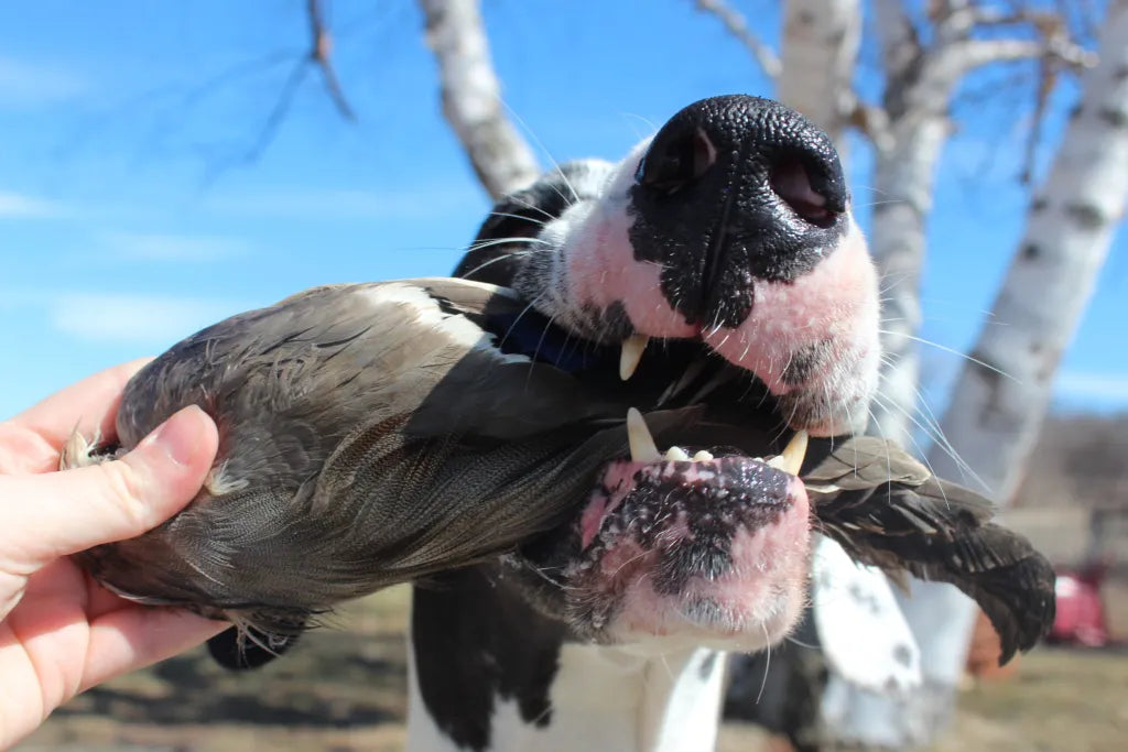 Feathered Duck Wing