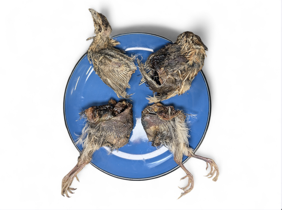 Dried Whole Prey Quail