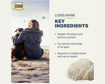 Lions Mane Mushroom - Four Leaf Rover