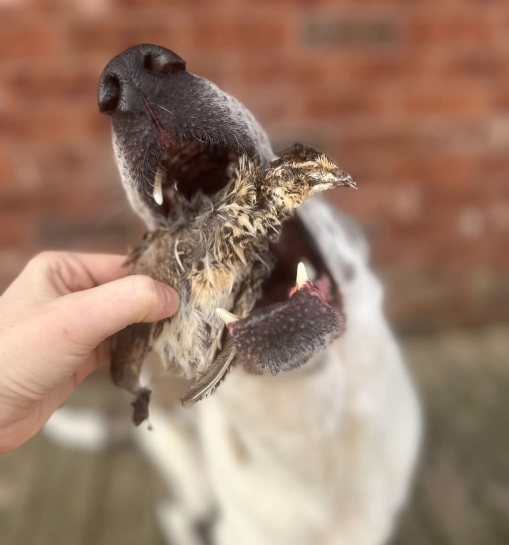 Whole Prey Quail