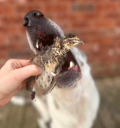 Whole Prey Quail